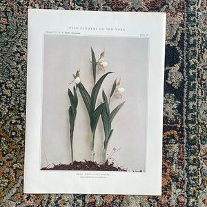 Antique Botanical Plant Print Original over 100 years old Vintage Orchid